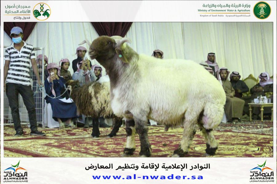 فعاليات مسابقة فحل الجزيرة لأغنام النعيم  لعام 1438 هجري 2017